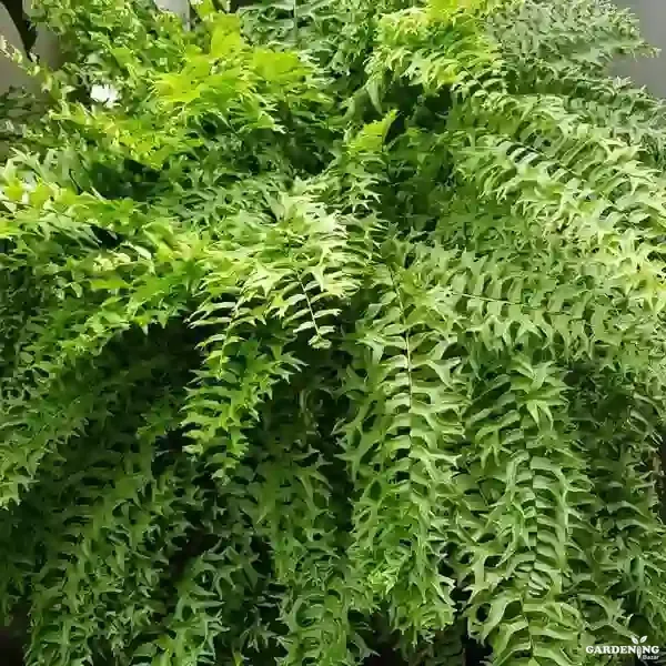 Fish Tail Fern