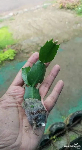 Xmas Cactus Combo Of 6