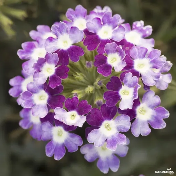 Premium Winter Flower Seeds Combo [Mesembryanthemum Ice Plant(10), Verbena(10), Bellis(10), Dianthus & Pansy(10)]