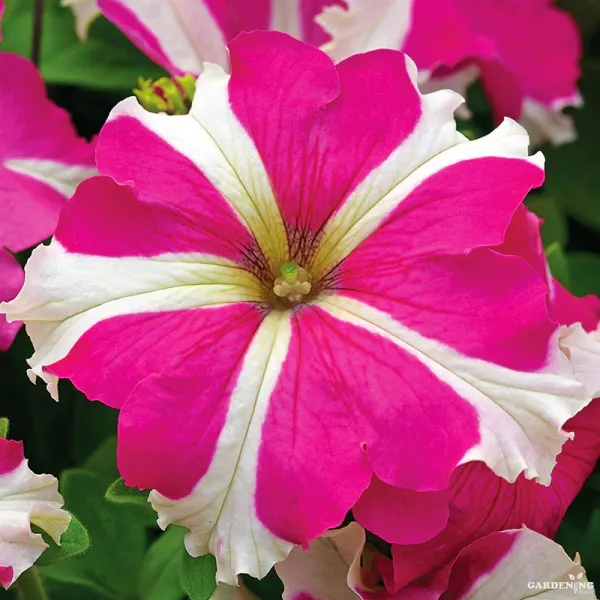 Petunia Tritunia Star Mix Qty(10)