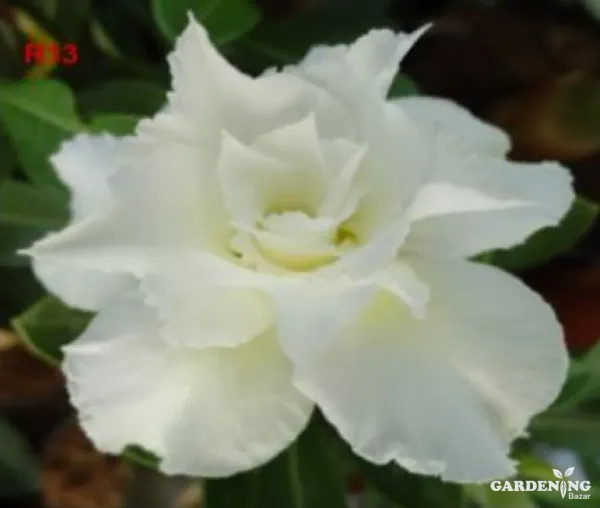 Grafted Adenium Obesum R13