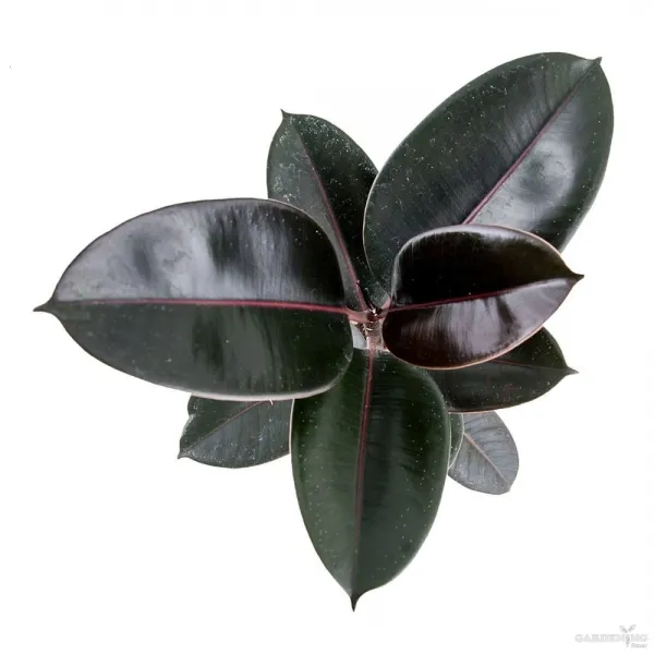 Rubber Plant Black