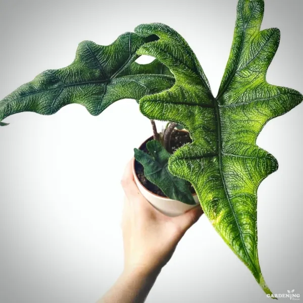 Premium Indoor Plants Combo (Brancifolio, Longiloba, Jacklyn, Cuculata)