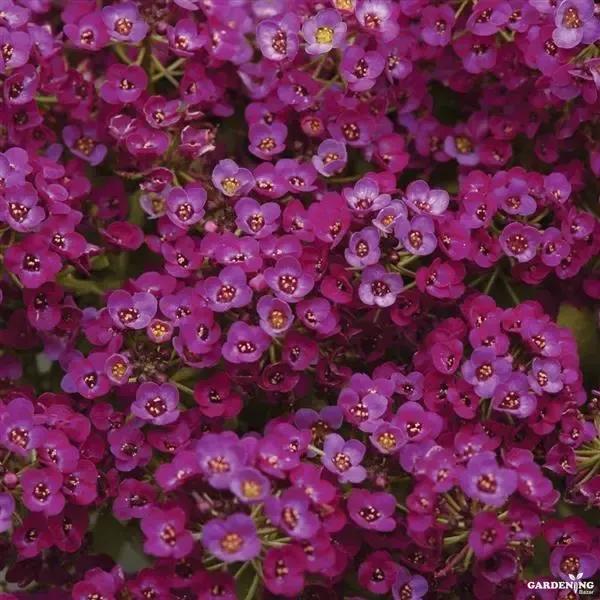 Premium Winter Flower Seeds Combo [Begonia Thy Illumination Mix(10), Clear Crystals(10), Easter Bonnet(10) & Wonderland Blue(10)]