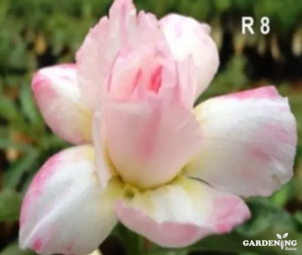 Grafted Adenium Obesum R8