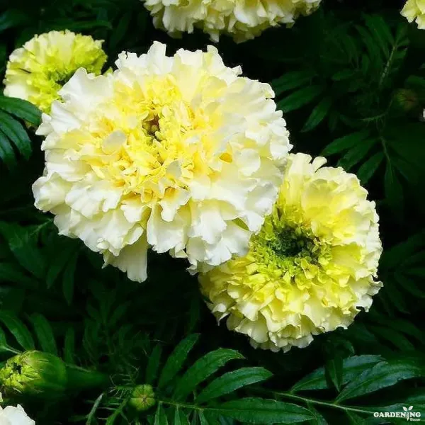 African Marigold White Gold Max Qty(05)