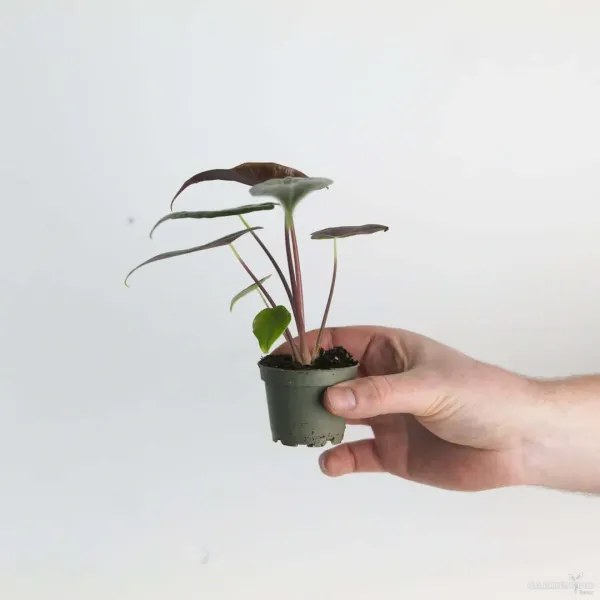 Grandis (Aglaonema grandis)