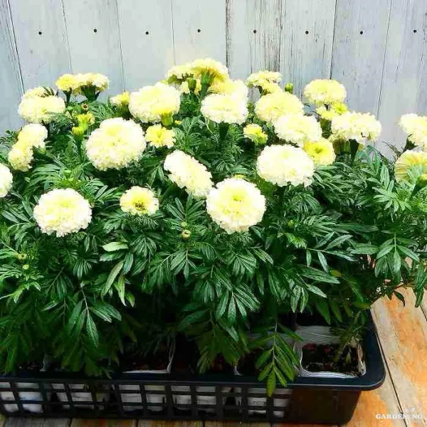 African Marigold White Gold Max Qty(05)