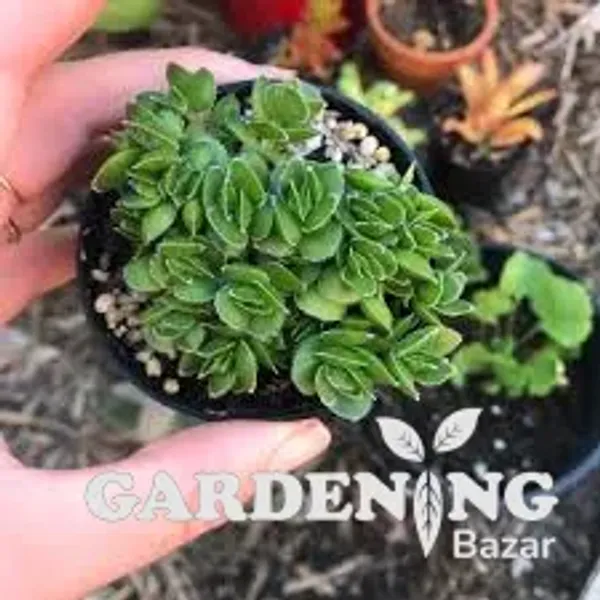 Mini Succulent combo of 12 Plants (Tradescantia, Ogre Ear, String Of Banana, Crassula David, Aeonium Decorum, Crassula Aborescens, Baby Sun Rose, Laxmi Kamal, English Ivy, String Of Pearls, Zebra Haworthia,  Red Flames)