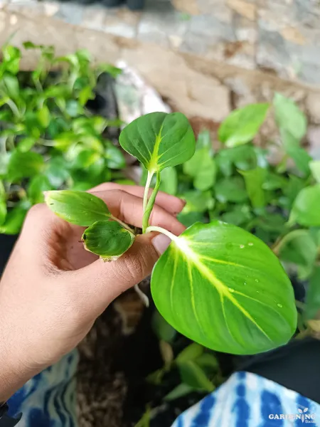 Homalomena lindenii