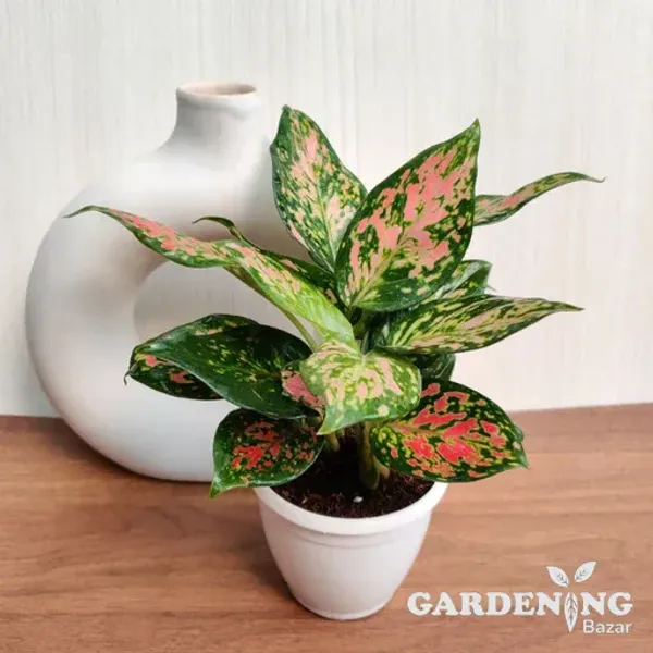 Aglaonema Diamond Red