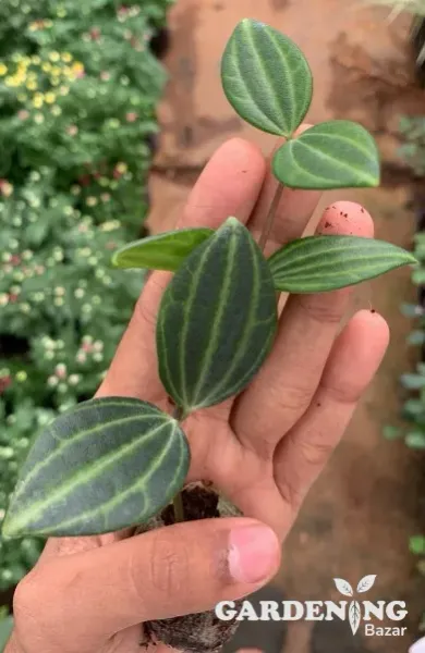 Dischidia ovata