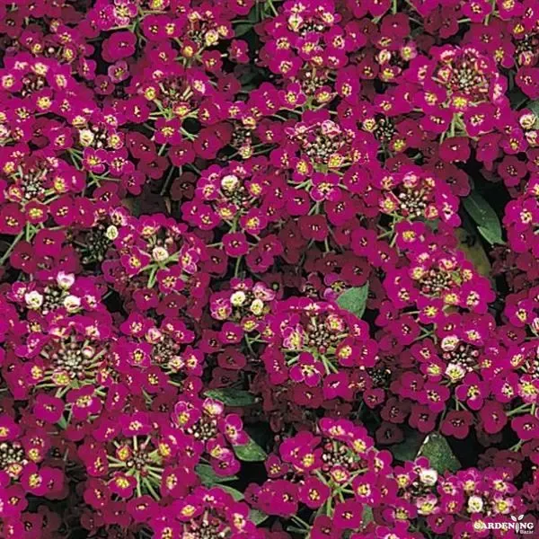 Premium Winter Flower Seeds Combo [Begonia Thy Illumination Mix(10), Clear Crystals(10), Easter Bonnet(10) & Wonderland Blue(10)]