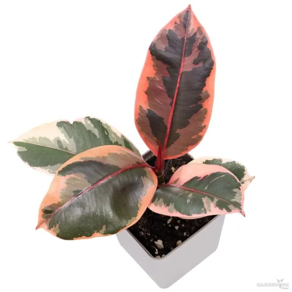 Ficus Ruby