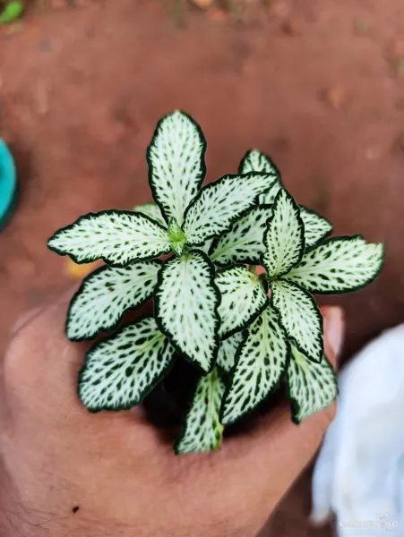 Fittonia  Combo Of  12