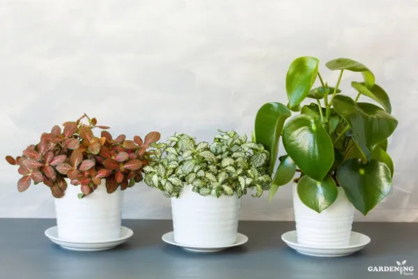 Fittonia 6 Combo and peperomia 6 Combo (Each different Plants)