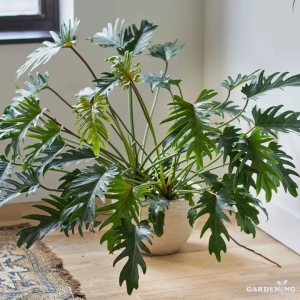 Philodendron Xanadu