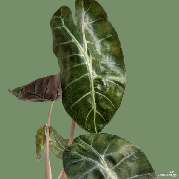 Pink Dragon Plant (Aglaonema ‘Pink Dragon’)