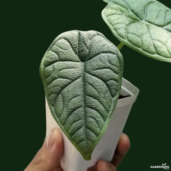 Melo (Aglaonema melo)