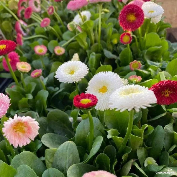 Premium Winter Flower Seeds Combo [Mesembryanthemum Ice Plant(10), Verbena(10), Bellis(10), Dianthus & Pansy(10)]