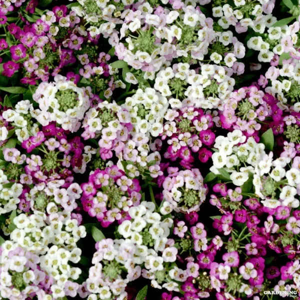 Alyssum Clear Crystals Mix Qty(10)