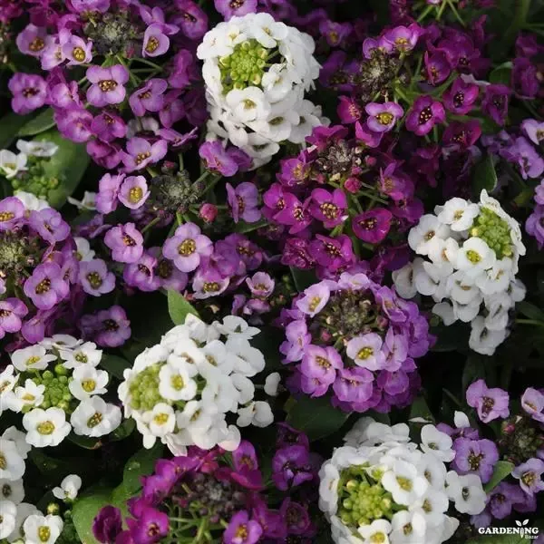 Premium Winter Flower Seeds Combo [Alyssum Clear Crystals Mix(10), Alyssum Clear Crystals White(10), Alyssum Easter Bonnet Deep Pink(10), Alyssum Wonderland Blue(10)}