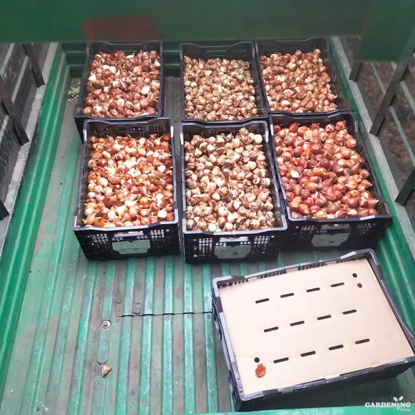 Tulips Yellow 5 Bulbs (Imported varieties)