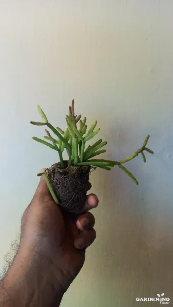 Rhipsalis ormindoi, Hanging Coral Cactus, Rhipsalis Ceresucula Plant