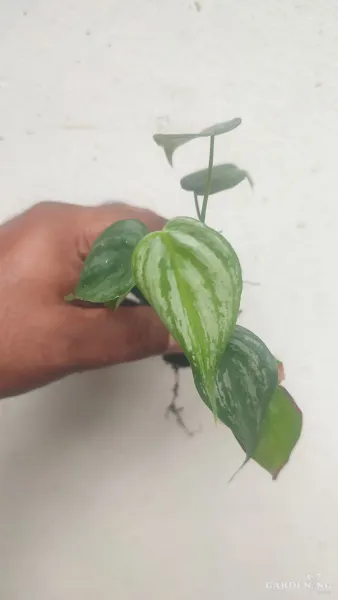 Philodendron Brandtianum