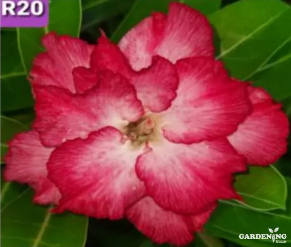 Grafted Adenium Obesum R20