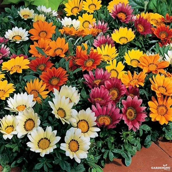 Gazania F1 Kiss Mix Qty(10)