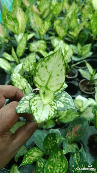 Aglaonema Super White