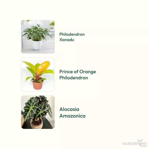 Exclusive Exotic Plant Trio (Philodendron Xanadu, Alocasia Amazonica, and Prince of Orange Philodendron)