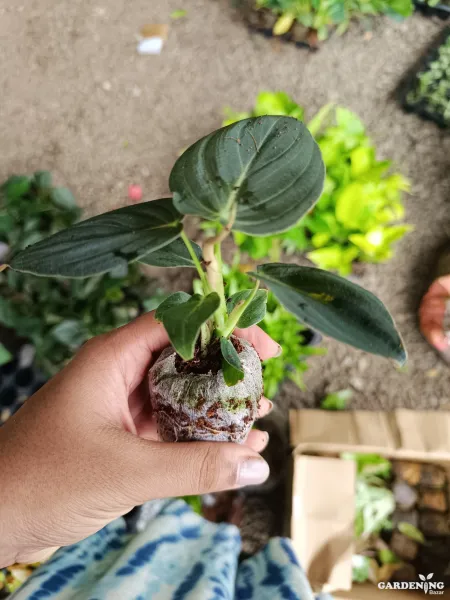 Philodendron Melanochrysum Rare