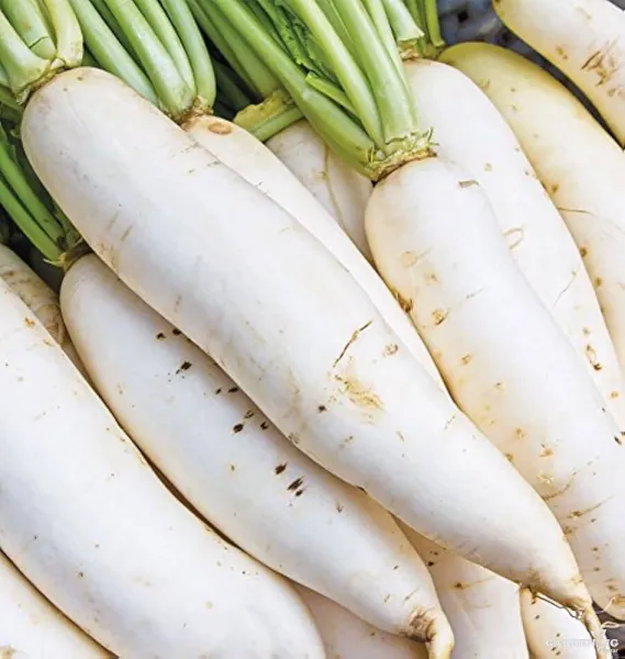 Radish Seeds Qty (30-50)