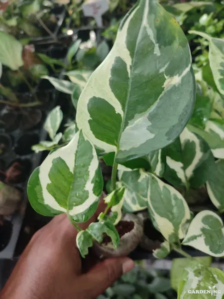 Pothos Money Plant Variegated