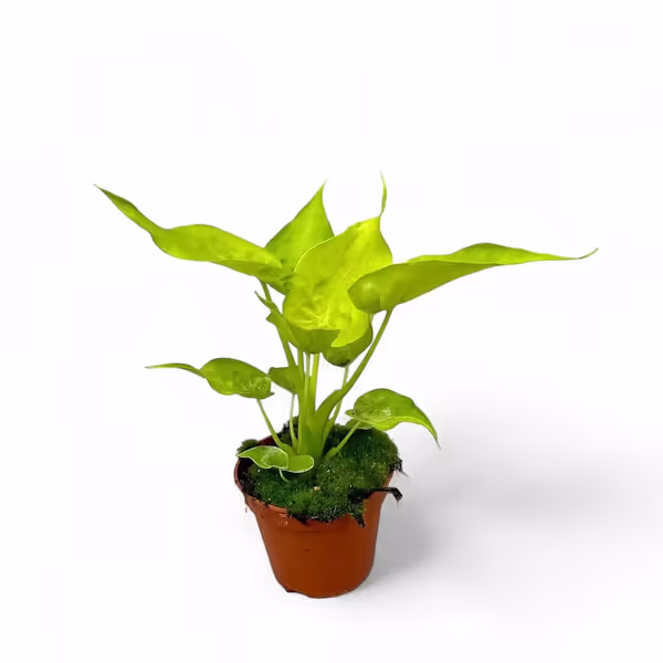 Cuculata Gold (Aglaonema cucullata ‘Gold’)