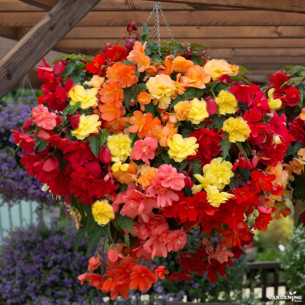 Begonia Thy Illumination Mix Qty(05)