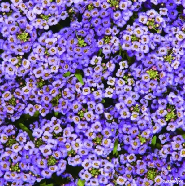 Premium Winter Flower Seeds Combo [Alyssum Clear Crystals Mix(10), Alyssum Clear Crystals White(10), Alyssum Easter Bonnet Deep Pink(10), Alyssum Wonderland Blue(10)}