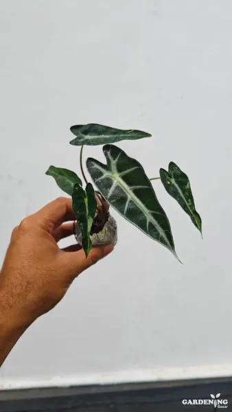 Bambino Plant (Ficus lyrata ‘Bambino’)