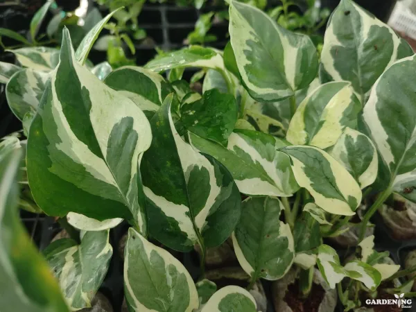 Pothos Money Plant Variegated