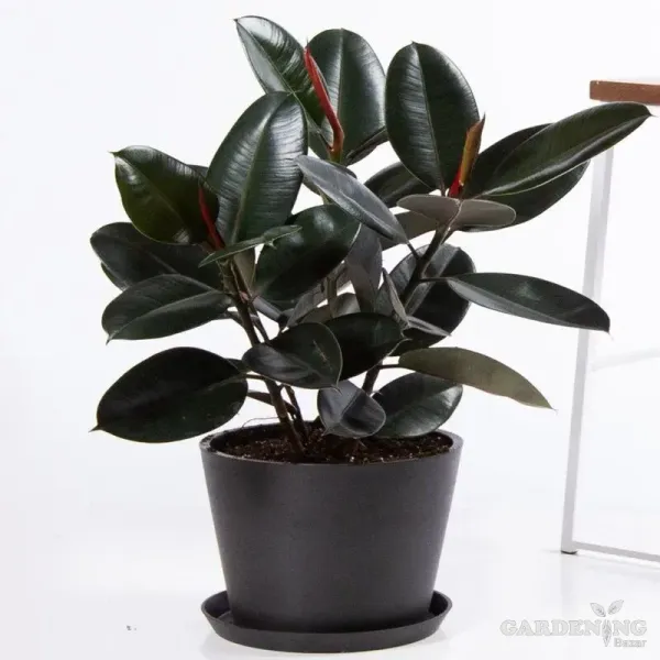 Rubber Plant Black