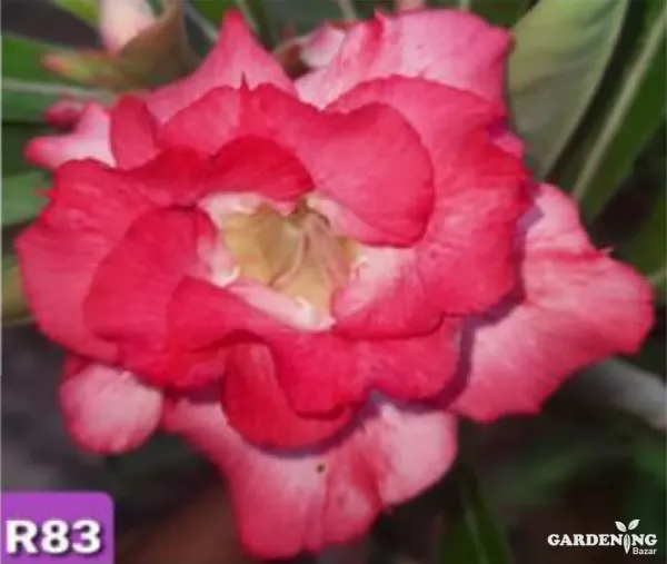 Grafted Adenium Obesum R83
