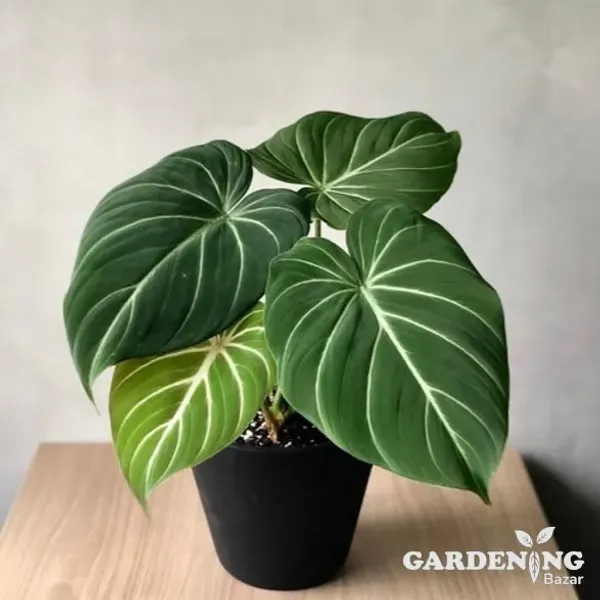 Philodendron Gloriosum