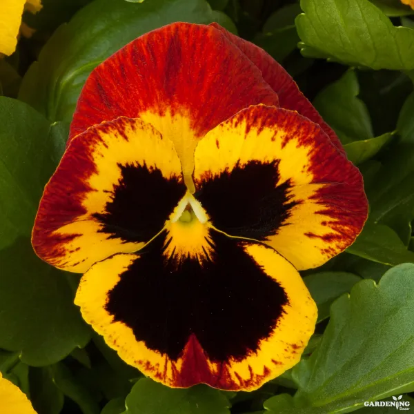 Pansy F1 Majestic Giants II Mix Qty(10)