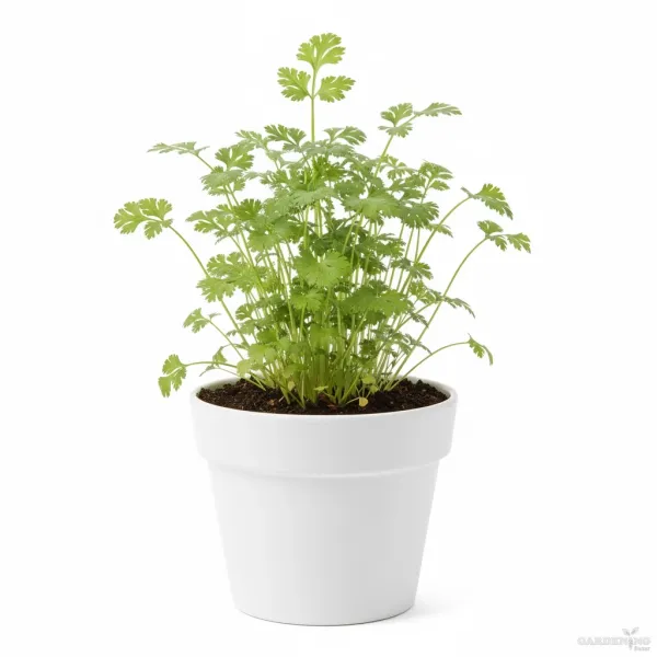 Hybrid Seed Combo with Good Germination rate [Radish(30-40),  Cabbage(30-40), Cauliflower(30-40), Coriander(150-200), Beetroot(30-40), Spinach(150-200)]