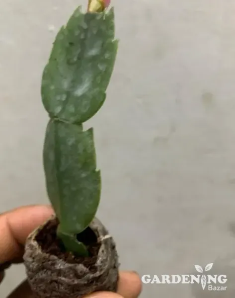 christmas cactus Pink