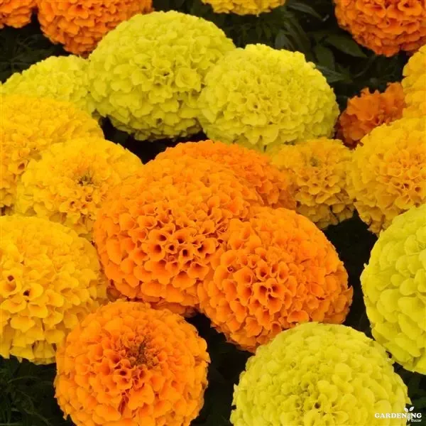 African Marigold Taishan Mix Qty(10)