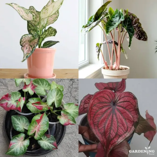 Exotic Combo Of 4 (Aglaonema Pink Valentine, Alocasia Pink Dragon, Caladium Shycool, Caladium Wangtong )