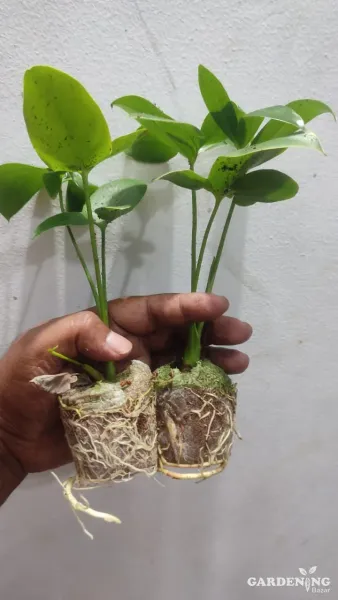 Philodendron Goeldii